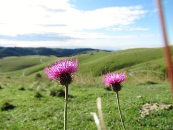 Close-up of pink flower on field against sky