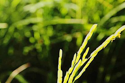 Close-up of yellow flowers