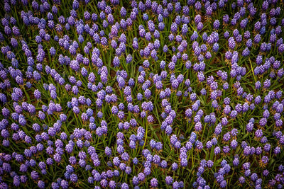 Full frame shot of purple flowering plants on field