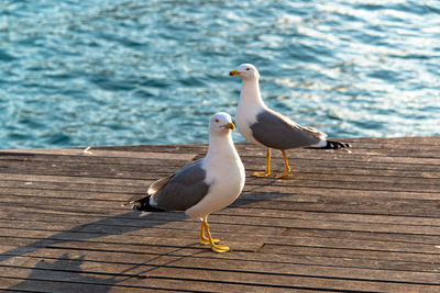 Seagull perching on a pier