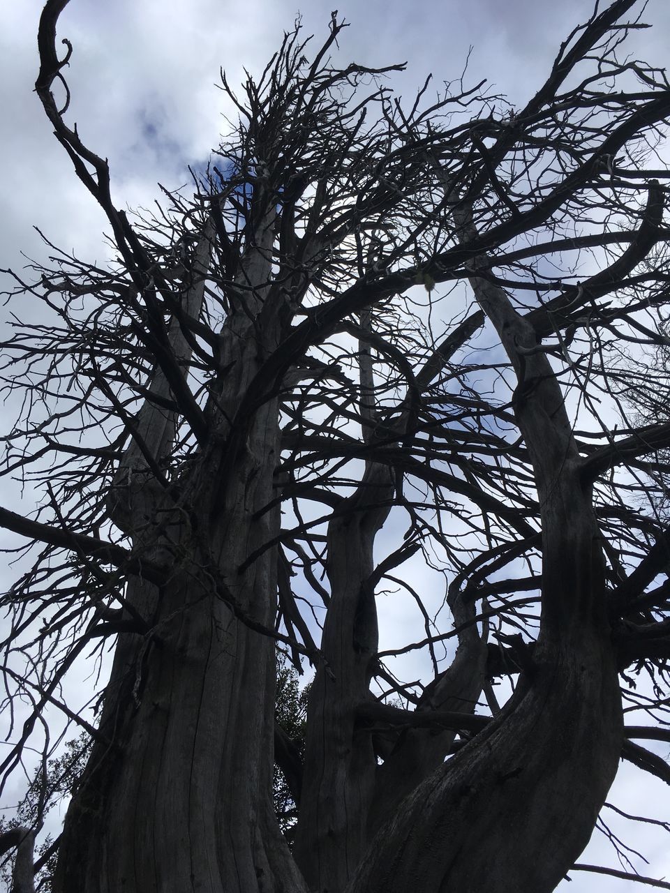 tree, low angle view, nature, sky, branch, growth, no people, day, beauty in nature, outdoors, cloud - sky, close-up