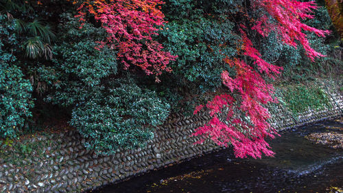 High angle view of pink flowering trees during rainy season