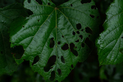 Close-up of leaves