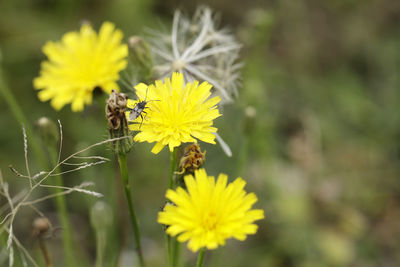 Close-up of bee pollinating on yellow flower