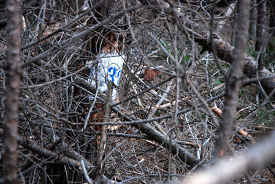 View of bird nest on bare tree