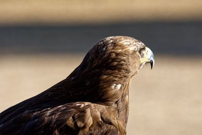 Close-up of a bird