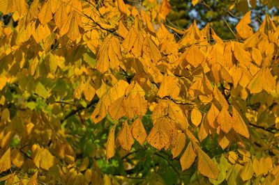 Close-up of yellow leaves on plant