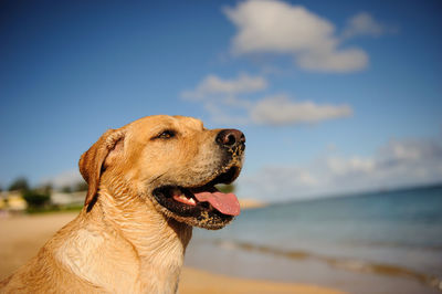 Close-up of a dog looking away