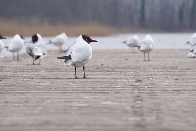 Seagulls perching on floor