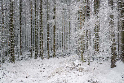 Snow covered trees against sky during winter