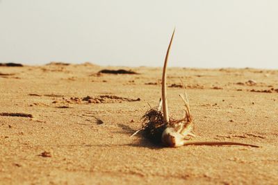 Close-up of insect on sand