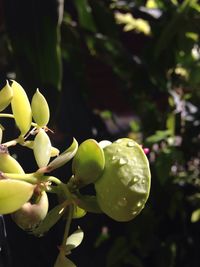 Close-up of plant