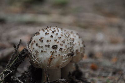 Close-up of mushroom