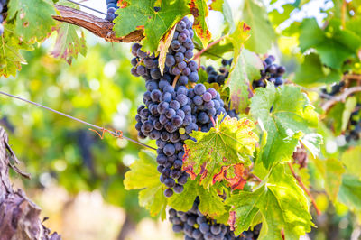 Close-up of grapes growing on tree