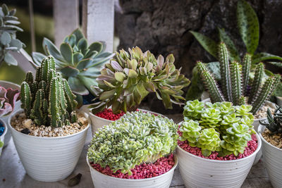 Potted plants for sale