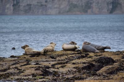 Sheep relaxing on sea shore