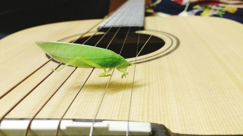 Close-up of grasshopper on acoustic guitar