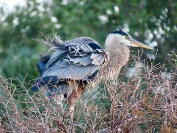 Close-up of bird perching on a tree