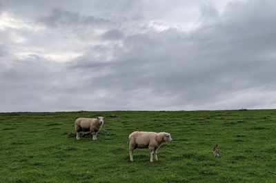 Sheep grazing in a field