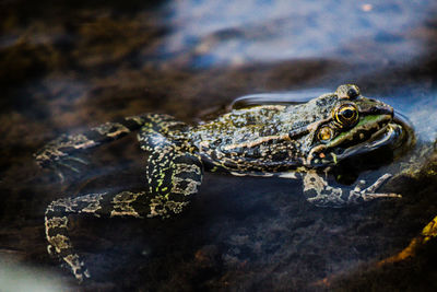 Close-up of turtle on rock