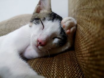 Close-up of cat resting at home