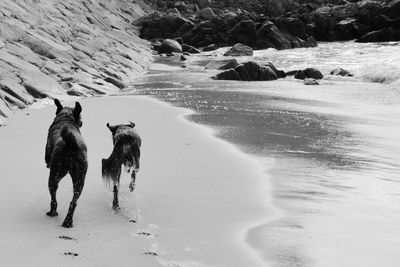 Rear view of dogs on beach