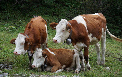 Cows standing on field