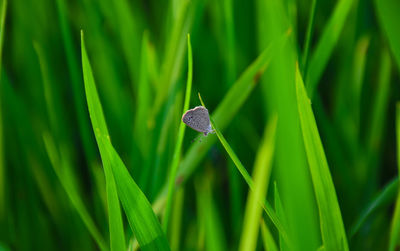 Close-up of housefly on grass in field