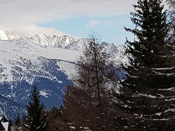 Pine trees on snowcapped mountains against sky