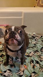 Close-up of dog looking at camera at home