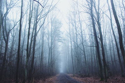 Road passing through forest