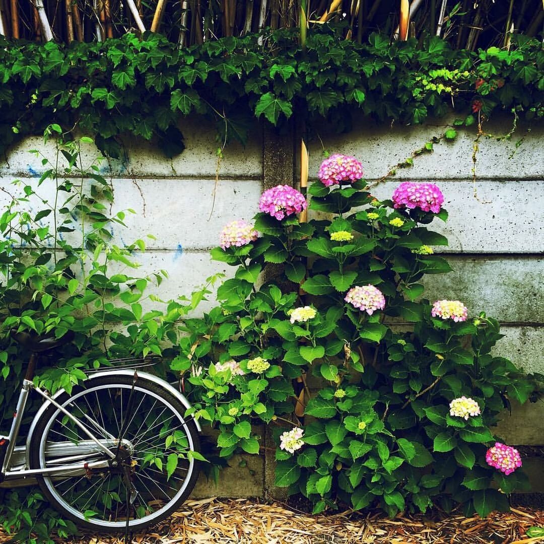 growth, plant, flower, outdoors, nature, day, green color, beauty in nature, fragility, no people, leaf, potted plant, freshness, architecture, building exterior, blooming, window box, close-up