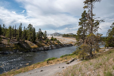 Trees growing by firehole river in midway geyser at yellowstone national park