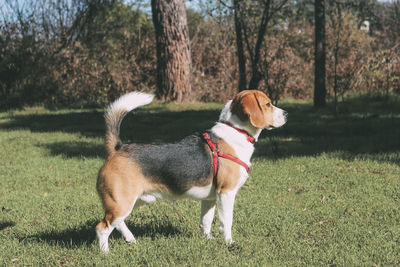 Dog looking away on field