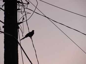 Low angle view of bird perching on cable against sky