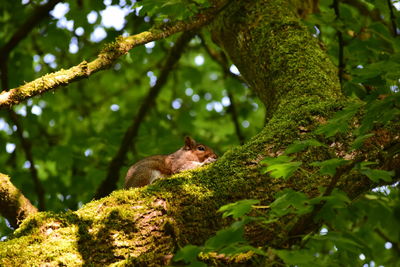 Low angle view of squirrel on tree