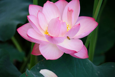 Close-up of pink water lily