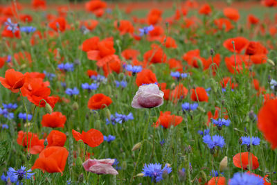 Close-up of poppy flowers on field