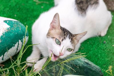 Close-up portrait of cat lying on grass