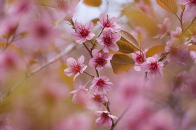 Close-up of pink cherry blossoms