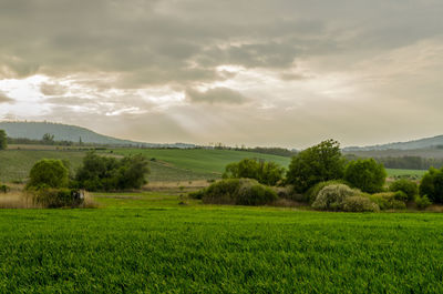 Scenic view of agricultural field against sky