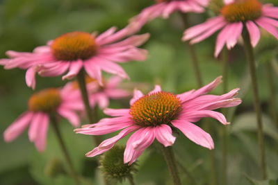 Close-up of pink flowering plant in park