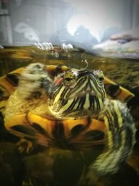 Close-up of moth swimming in aquarium