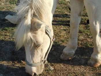Close-up of white horse on field