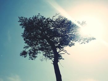 Low angle view of trees against sky