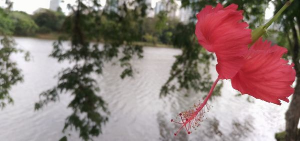 Close-up of red hibiscus against lake