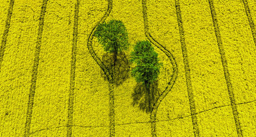 High angle view of yellow crop on field