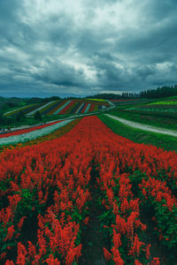 Scenic view of field against sky