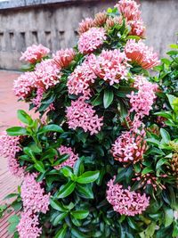 Close-up of pink flower pot