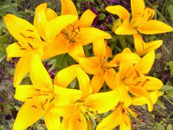 Close-up of yellow flowers blooming outdoors